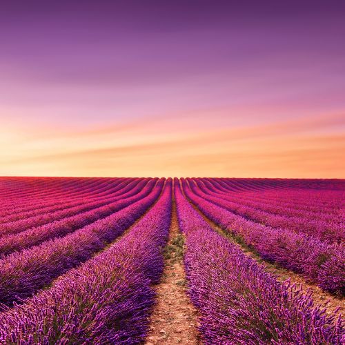 The Ultimate Guide to Provence's Lavender Fields